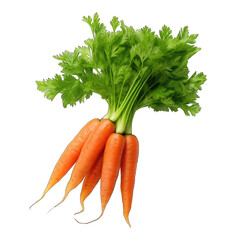 Fresh Carrots with Green Tops isolated on transparent or white background