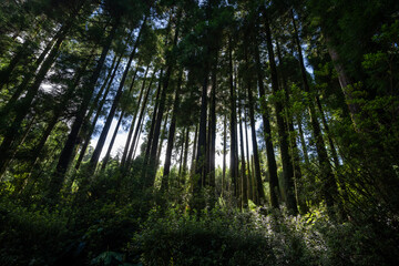 Fototapeta na wymiar Lush forest of Sao Miguel with trees reaching high into the sky