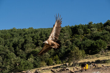 Buitre volando