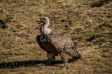 Buitre con su belleza
