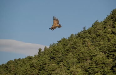 Buitre volando en espera de su presa