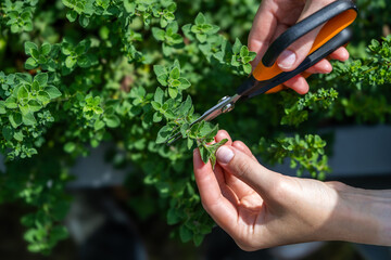 Oregano. Pruning oregano spice. Spices of the world. Caring for plants. Hands with scissors.