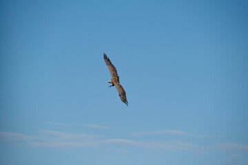 Buitre volando en espera de su presa