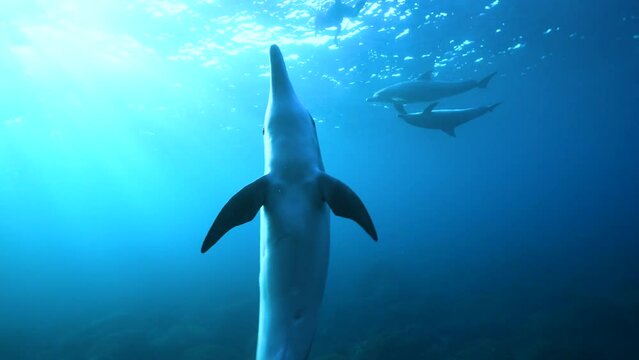 ミナミハンドウイルカ38_御蔵島_ 2022.12.12-13_子イルカ