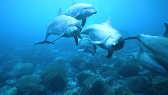 ミナミハンドウイルカ37_御蔵島_ 2022.12.12-13_群れで近づいて来る