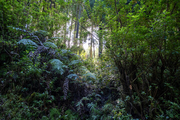 Fototapeta na wymiar Lush Sao Miguel forest in Azores