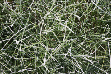 Frozen grass close up from above