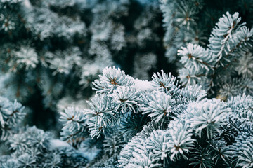 Close up of fir tree branch covered with hoarfrost after ice fog and snow in morning winter forest. Real winter and Christmas holidays background.