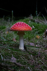 amanita muscaria fly mushroom