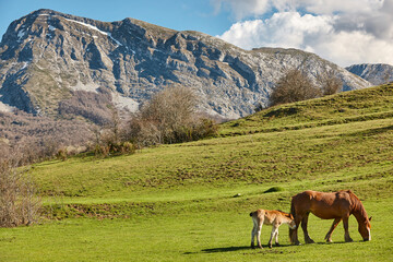 Fototapeta na wymiar Mare horse with her cub in a green valley. Equine livestock