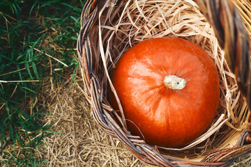 Autumn harvest mood. Orange ripe pumpkin hokkaido in the basket in fall garden. Thanksgiving and Halloween background.
