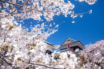 桜に包まれた春の上田城6