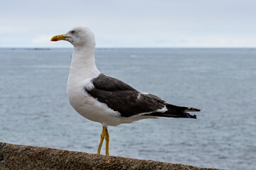 Goéland de profil. Mer à l'arrière plan.