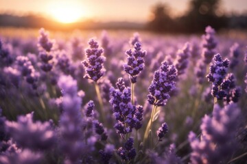 beautiful lavender field with the sunsetting. ai generative
