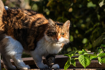 Naklejka na ściany i meble cat in the garden