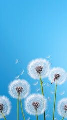 Dandelions isolated on blue background