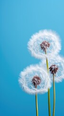 Dandelions isolated on blue background