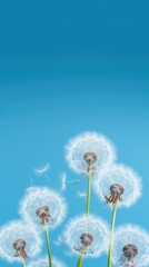 Obraz premium Dandelions isolated on blue background