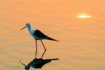 A long-legged white heron walks along the expanses of the seashore. AI GENERATE - obrazy, fototapety, plakaty