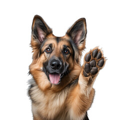 CACHORRO SINAL COM A PATA PARA CIMA