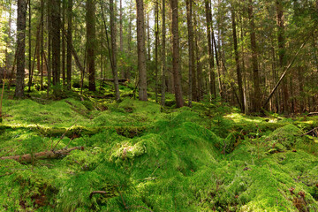 moss in the woods of Apuseni mountains