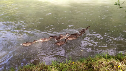 A flock of wild cachopas swimming on a lake under a tree