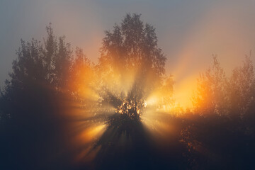 Morning, light fog. The rays of the rising sun in the backlight break through the branches of the trees