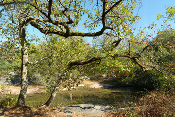 Fototapeta na wymiar The Franchard pond in Fontainebleau forest