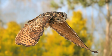 Close-up view of a flying Eurasian eagle-owl (Bubo bubo)