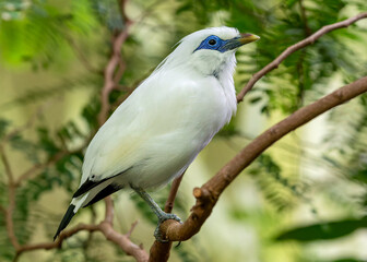 Close-up view of a Bali myna (Leucopsar rothschildi)