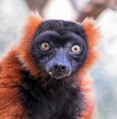 Close up of a Red ruffed lemur (Varecia rubra)