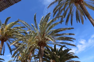Rolgordijnen Palme © geheimnis0