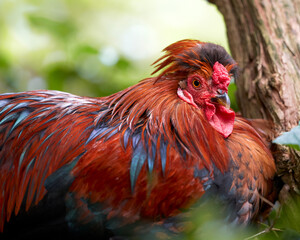 Red rooster rests under shrub