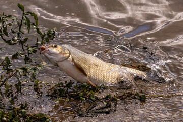 Pêche à la brème en rivière.