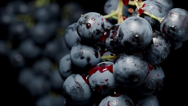 Black grape clusters with red juice dripping from them, close-up, on an isolated black background.