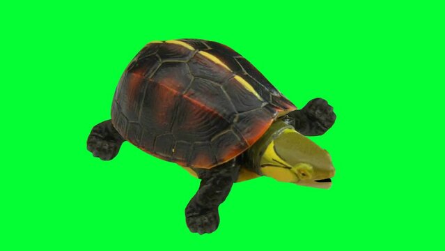 real 3d turtle background and animation, animal, crawling 