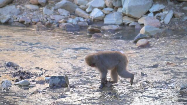 Snow monkey playing in the water stream at snow monkey park in Jigokudani at Nagano
