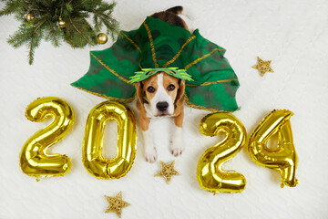 A beagle dog in a dragon costume, helium balloons with the numbers 2024 . Happy New Year and Merry...