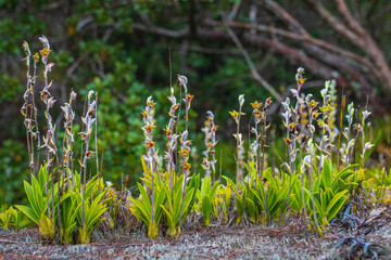 Eria lasiopetala(Wild.) Ormerod comb.nov., Beautiful rare wild orchids in tropical forest of Thailand.
