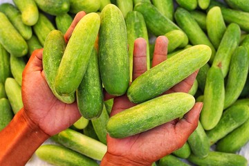 Cucumbers top view, long cucumbers, vegetables harvest, food background, place for text