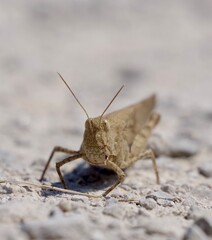 grasshopper on the ground