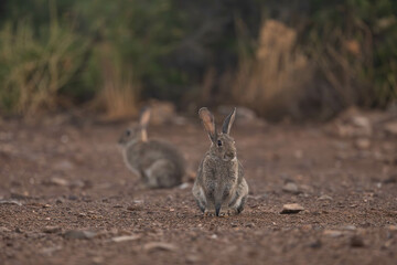 couple of rabbits in the forest