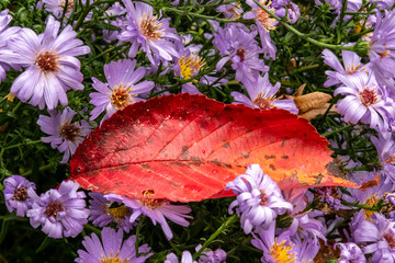Rotes Herbstblatt auf Lila Blüten