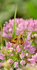 Butterfly on Flower in Summer