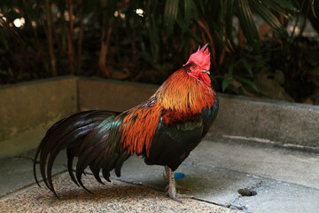 Thai rooster isolated  on the tree background