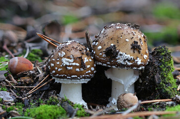 Tiny colorful wild forest mushrooms closeup