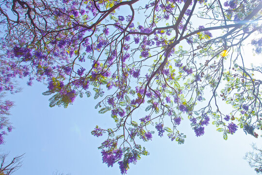 Violet Jacaranda flowers blooming against the blue sky, Mexico