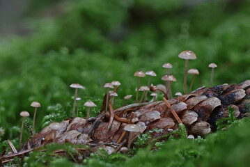 Tiny colorful wild forest mushrooms closeup