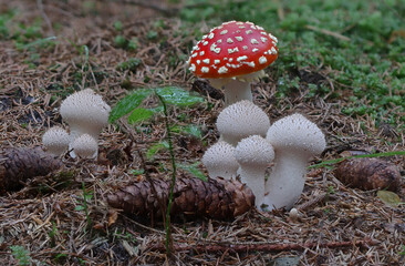 Tiny colorful wild forest mushrooms closeup
