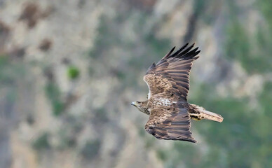 Bonelli's Eagle (Hieraaetus fasciatus), Greece